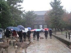 修学旅行生と鹿