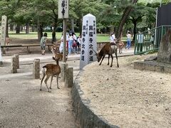 歩いて奈良公園へ
シカってここにいたんだ！
修学旅行以来のウン十年ぶりで記憶が全くなかった^ ^