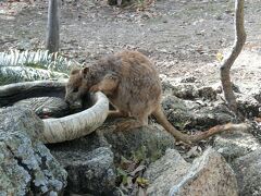 9:05、「グラニット・ゴージ自然公園(Granite Gorge Nature Park)」に到着。
ここでは、野生のマリーバロックワラビーと触れ合ったりエサをあげることができます。
あ、早速、ワラビーちゃんを発見！