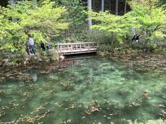 郡上八幡あたりって北陸道の広域迂回路なので、避けてこのあたりを通っていきました。写真は19年4月。