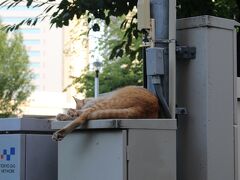 まだ外は明るいし、ブラブラ街歩きしたいな～と、
お台場から浅草へやって来ました。
途中の隅田公園の配電盤かなにかの上で爆睡する猫ちゃん発見☆
野良猫だと思いますが近づいても微動だにしませんでした（笑）
