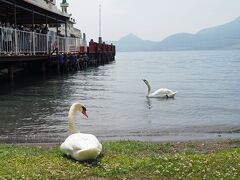 白鳥さんがお出迎え♪