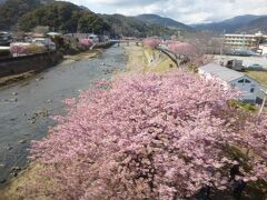 車窓からは河津川沿いに咲く河津桜の光景も