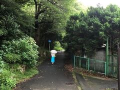 箱根九頭龍の森セラピーロードを行きます