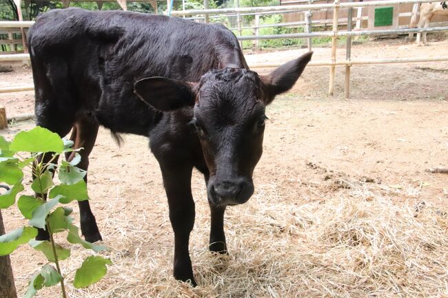 埼玉こども動物公園も限定的にナイトズー復活 前編 日中は北園を重点的に ベルと黒い子牛の見納め ペンギンヒルズまで行ってクオッカは大急ぎ 東松山 埼玉県 の旅行記 ブログ By まみさん フォートラベル
