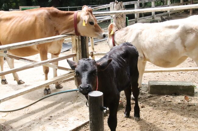 埼玉こども動物公園も限定的にナイトズー復活 前編 日中は北園を重点的に ベルと黒い子牛の見納め ペンギンヒルズまで行ってクオッカは大急ぎ 東松山 埼玉県 の旅行記 ブログ By まみさん フォートラベル
