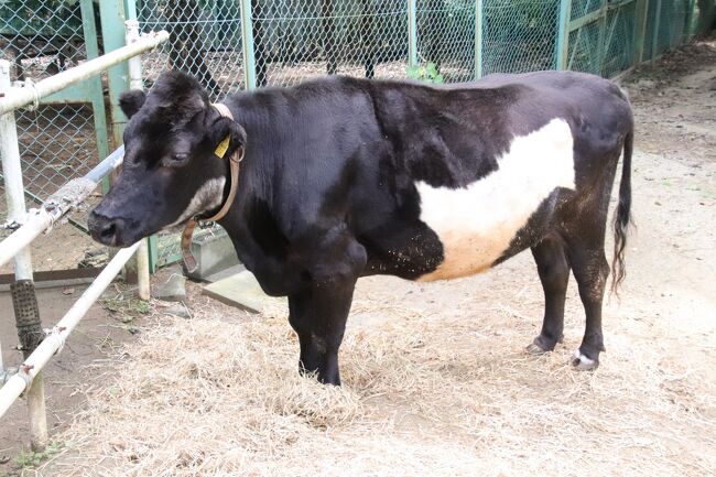 埼玉こども動物公園も限定的にナイトズー復活 前編 日中は北園を重点的に ベルと黒い子牛の見納め ペンギンヒルズまで行ってクオッカは大急ぎ 東松山 埼玉県 の旅行記 ブログ By まみさん フォートラベル
