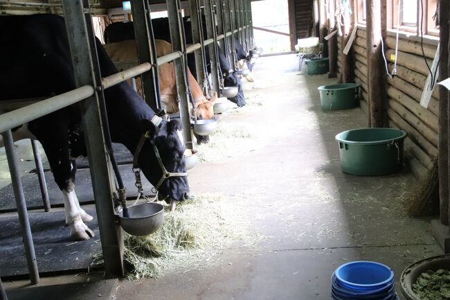 埼玉こども動物公園も限定的にナイトズー復活 前編 日中は北園を重点的に ベルと黒い子牛の見納め ペンギンヒルズまで行ってクオッカは大急ぎ 東松山 埼玉県 の旅行記 ブログ By まみさん フォートラベル
