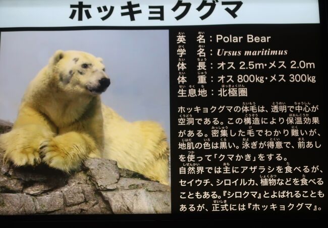 八景島シーパラダイス 8 イワシ大群パフォーマンス 音楽に乗って超移動 再入場して 八景島 神奈川県 の旅行記 ブログ By マキタン２さん フォートラベル