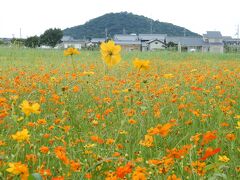 　　　　　　　　　　耳成山とキバナコスモス