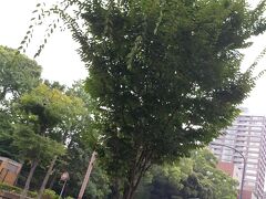 横浜公園は関内駅前からすぐ近くにあります