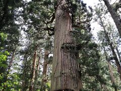 爺杉（じじすぎ）。
樹齢1,000年だそうです。
ひときわ目立ちます。

以前は婆杉があったそうですが、明治35年（1902年）の暴風で倒れたそうです。
