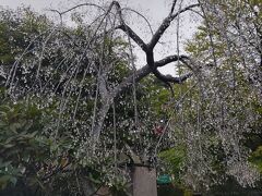 品の木一の湯さんはガラスの森美術館のすぐ近く。
ラリック美術館でガラス美に酔っていたので、ショップとかあるかなーと立ち寄りましたが、外にはありませんでした。
入口のガラスの木だけ見て宿へ戻りました。