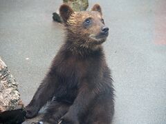 入ってすぐに子グマちゃんのゾーン。きゃわわわ(´∀｀*)ｳﾌﾌ