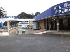ロープウェイを降りて、下田駅前にあるトヨタレンタリースでレンタカーを借りました。
レンタカーで最初に向かったのは下田海中水族館。
冬の水族館は閑散としていました。