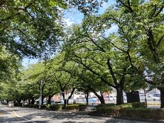 県民割のクーポンを活用するため、市役所前のさくら並木へ。桜の大木並木が茂り、夏の日射しに照らされ美しい。