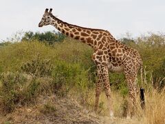 午後のサファリはマサイキリンから。ロスチャイルドキリンとは違って、足の先まで模様がある。