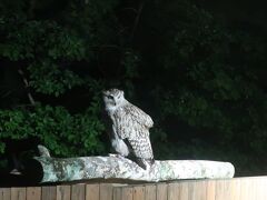 20:00　夕食後にはシマフクロウに会えました！