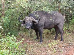 この日はナイロビ国立公園へ。
入り口入ってすぐにバッファロー。