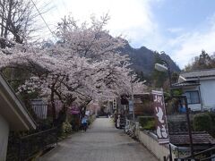 4月6日午後の妙義神社です。青空多く、桜がほぼ満開という絶好のコンデュションでした。