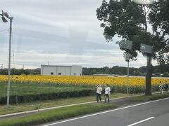 熊本空港近くでひまわり畑を見つけました。