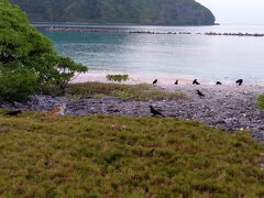 前浜にて
ネコが食べている物をカラスが狙ってます。