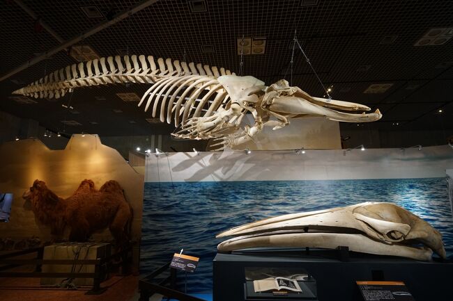 「化石ハンター展 ~ゴビ砂漠の恐竜とヒマラヤの超大型獣~」へ行ってきました(1)