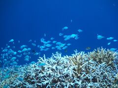 そして、嫁のダイビングはどうか？・・・。

めちゃ奇麗だな、ここどこ？って聞いたら・・・
「バラス！！」
え？西表島まで行ったの？「ラピュタの呪文」じゃないよな？

この前波照間行って、今回西表島なの？
なんか連れてくポイントに差があるような・・・ないような・・・。