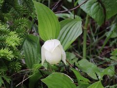 ＜レブンアツモリソウ＞礼文島で一番人気の花です。ラン科で淡いクリームの花をつけます。