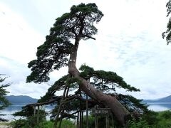 蓬莱の松　独特の形をしています。
田沢湖観光は終了・・早っ・・また走ります・・