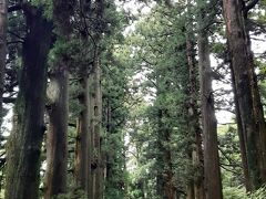 13:00
『箱根の杉並木』
旧東海道に沿って植えられた杉並木。樹齢は350年くらい。