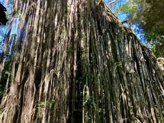 「カーテンフィグツリー（Curtain Fig Tree)」

カモノハシがいたパターソンクリークから車で10分。