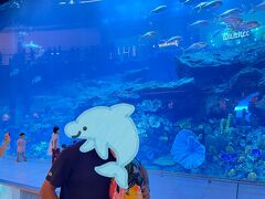 The Dubai mall にある水族館。
圧倒的。