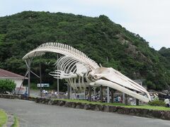 くじらの博物館と言えばこの　シロナガスクジラ全身骨格標本
しかしこちらは強化プラスチック製の原寸大標本だそうで
原骨格は下関の「海響館」に展示されているそうです