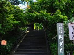 円覚寺

本日は門前で失礼する。
見事な青モミジ。
今年の鎌倉の紅葉は期待できますね。