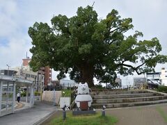 北口には、平成２８年(2016)に整備された広場があり、樹齢７００年の善導寺大クスと、磐田市のイメージキャラクター「しっぺい」の石像がお出迎え。
