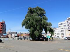 ホテルへ戻る途中に見かけたシダレカツラの木。駐車場の真ん中に堂々と立っている。いつ見ても不思議な光景だ。