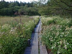 入笠山とゴンドラ山頂の間にある小さな湿原ですが、結構花が咲いています。