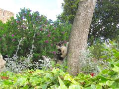 Mijas
闘牛場の近くで　スペイン第一猫