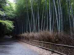 嵐山 竹林の小径にやってきました。