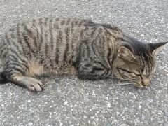 飯沼観音境内のやきそば店の近くでネコさん昼寝中