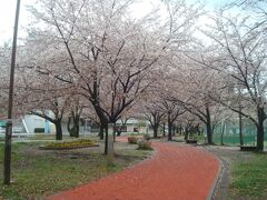 桜のトンネルがきれいです。
あいにくの天気なので、ジョギングする人はほとんどおらず、桜をひとり占め。