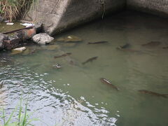 帰りに江の川を覗いたら鯉？！
大きな魚がいっぱいでビックリ！！