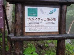 食べ終わったらいちばん奥だと思われる観光地、カムイワッカ湯の滝へ。

ここに来る途中で鹿の群に遭遇。レンタカー事務所で「鹿に体当たりされて走行不能になったお客様もいますので」と言われていたが、もっともだなぁと思うくらい大きな鹿たちだった。