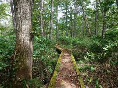 湿地が大きいため、苔むしたボードウォークが多いです。