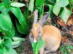 ココにもいた!　空心菜もまぁ食べてくれるけれど、やっぱり小松菜のほうが人気ですね。