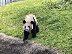 アドベンチャーワールドに着いて早速パンダさんに会えました。
こちらは桜浜さんです。
