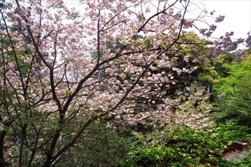 おそ咲きの八重桜が咲いていました．