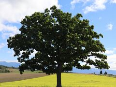 日を改めて14日、再度セブンスターの木を訪れました。何回も来ているのですが、実は1週間前に緑肥のキカラシが少し色づいているのを見て、1週間後は見頃だなと思ったら、ピッタリでした。