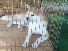 秋田犬ステーション　